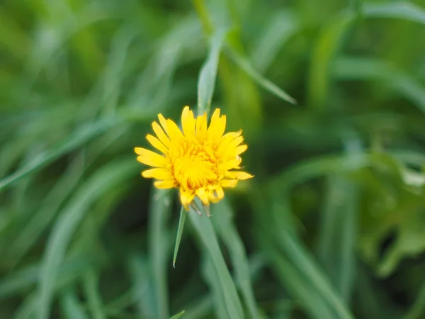 Yellow dandelion — Stock Photo, Image