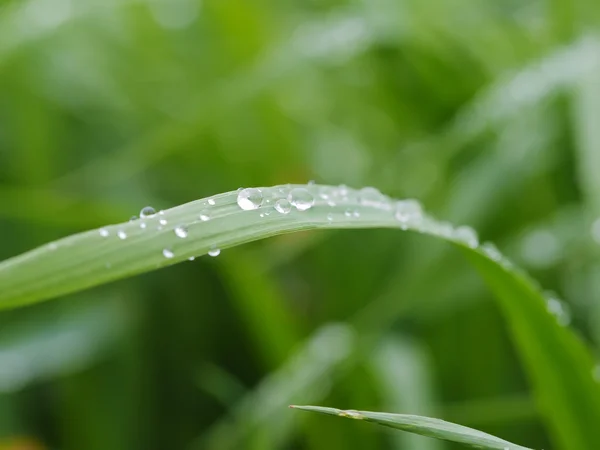 Gotas em folhas — Fotografia de Stock