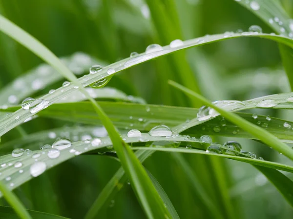 Gotas em folhas — Fotografia de Stock