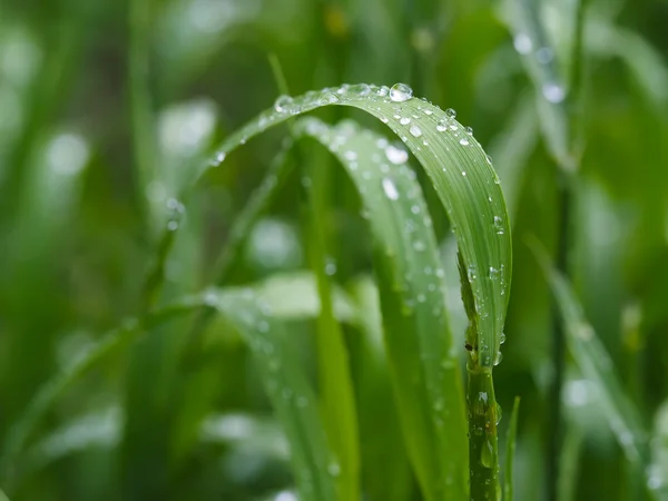 Gotas em folhas — Fotografia de Stock