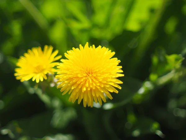 Yellow dandelion — Stock Photo, Image