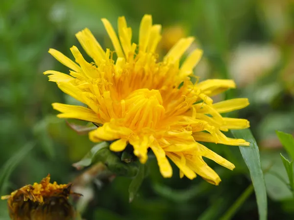 Yellow dandelion — Stock Photo, Image