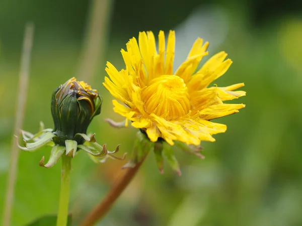 Yellow dandelion — Stock Photo, Image