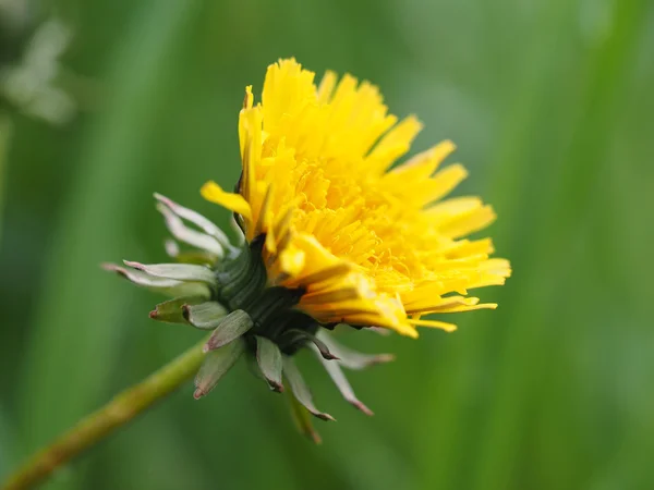 Yellow dandelion — Stock Photo, Image