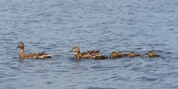 Pato no lago — Fotografia de Stock