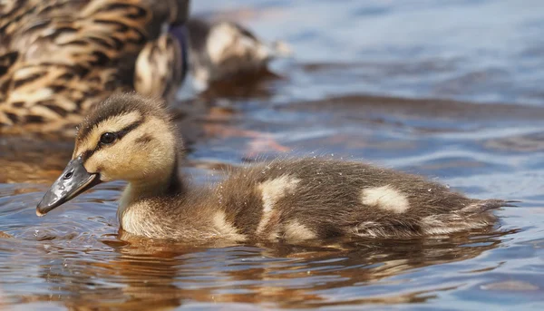 Pato no lago — Fotografia de Stock