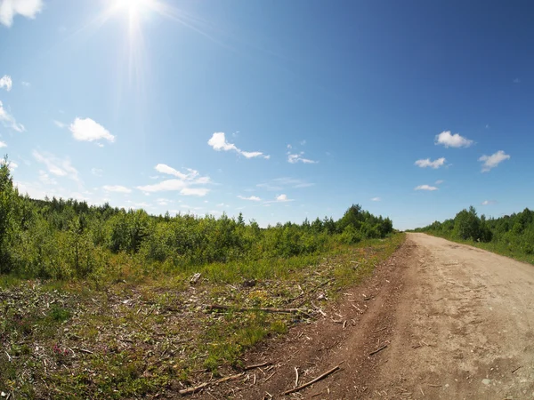 Forest road — Stockfoto