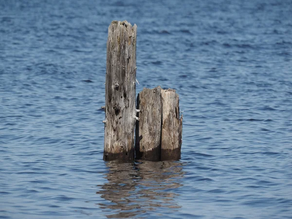 Old piles in the lake Stock Image