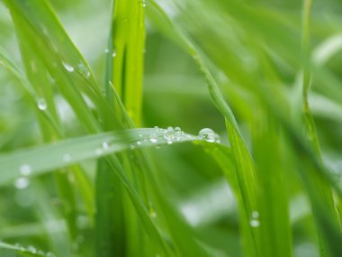 Damlalar yapraklarda