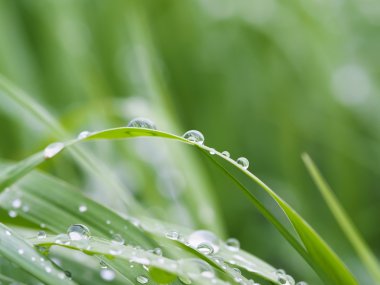 Damlalar yapraklarda