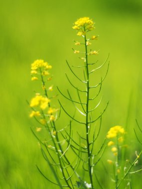 çiçekler kış cress