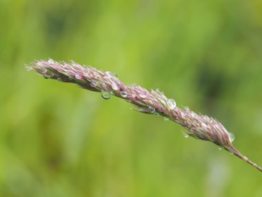 damlacıkları tahıllar