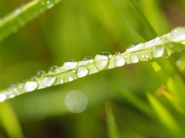 Damlalar yapraklarda