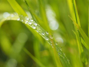 Damlalar yapraklarda