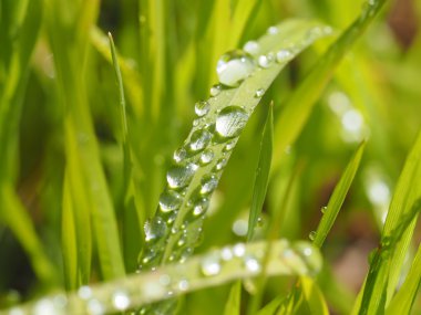 Damlalar yapraklarda