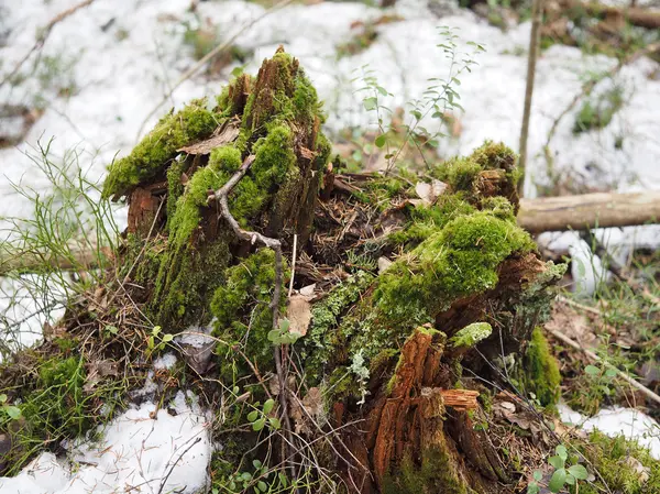 Souche dans la forêt — Photo