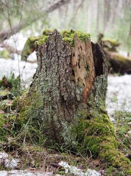 Kikut w lesie — Zdjęcie stockowe