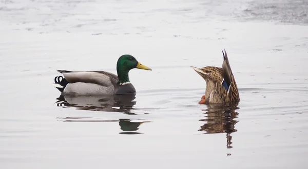 Ente auf dem See — Stockfoto