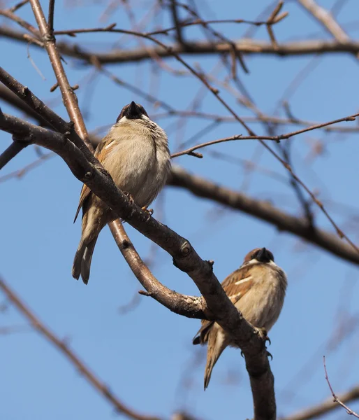 Sperling am Ast — Stockfoto