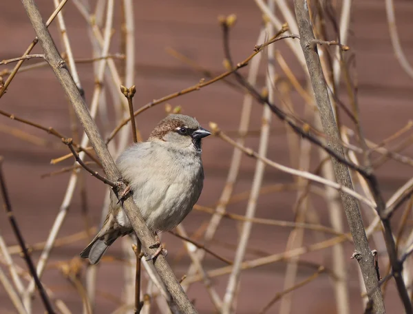Sparrow on branch — Stock Photo, Image
