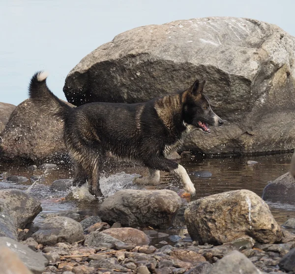 Cão na água — Fotografia de Stock