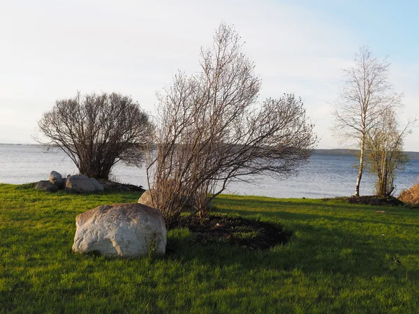 Árvore junto ao lago — Fotografia de Stock