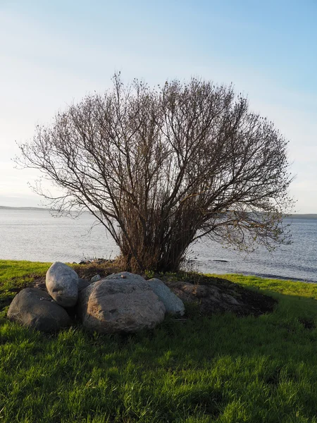 Árvore junto ao lago — Fotografia de Stock