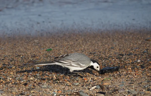 Kwikstaart op het meer — Stockfoto