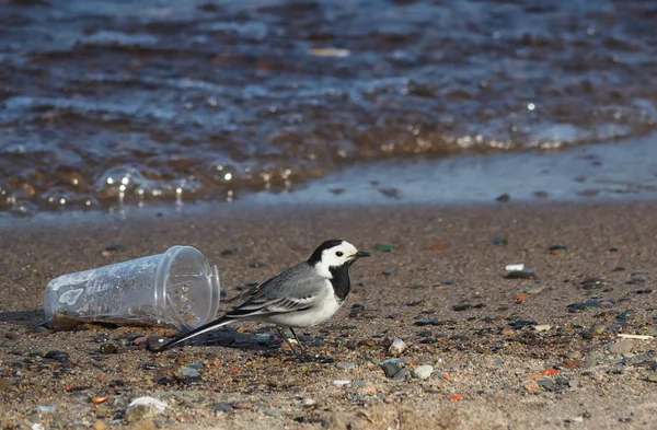 Wagtail no lago — Fotografia de Stock