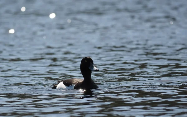 Vousatá kachna, Aythya fuligula — Stock fotografie