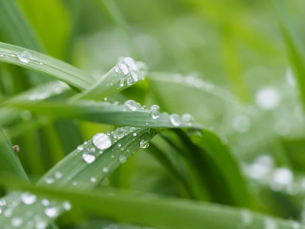 Gotas em folhas — Fotografia de Stock