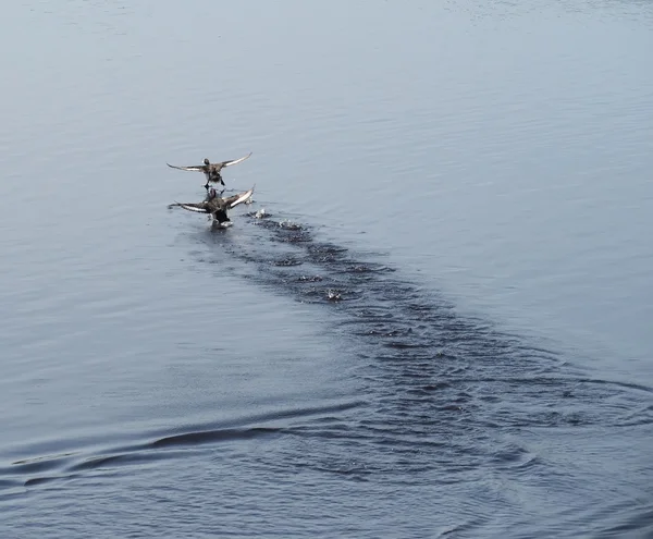 Pato tufado, Aythya fuligula — Fotografia de Stock