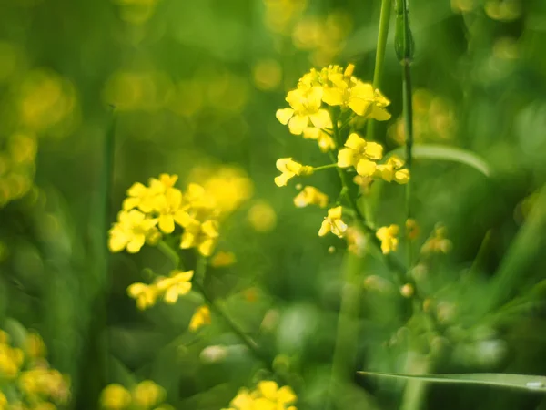 Flowers winter cress — Stock Photo, Image