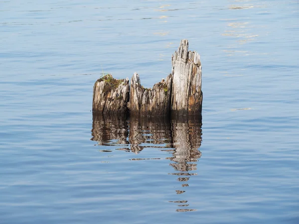 Alte Pfähle im See — Stockfoto