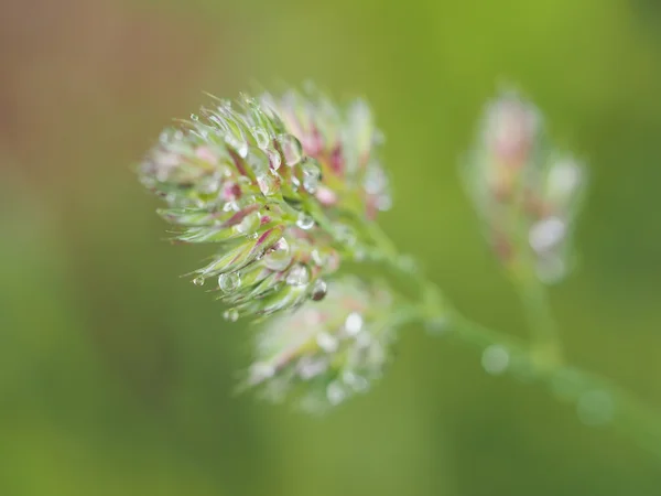 Spannmål i droppar — Stockfoto