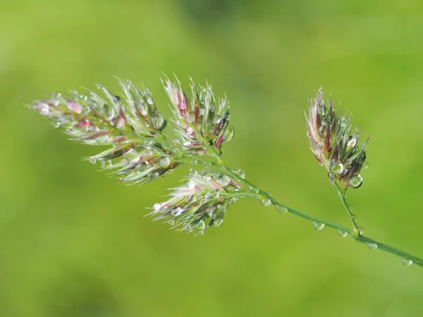 Spannmål i droppar — Stockfoto