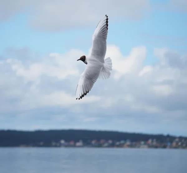 Gaviota en vuelo — Foto de Stock