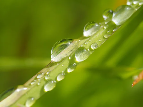 Gotas en las hojas — Foto de Stock