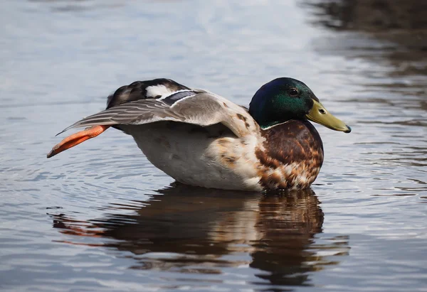 Ankor på sjön — Stockfoto