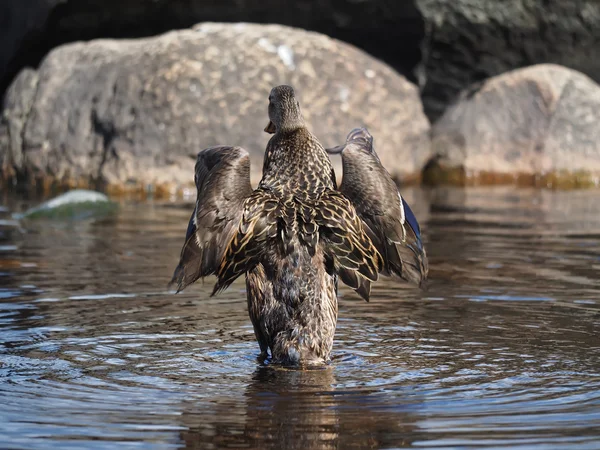 Canard sur le lac — Photo