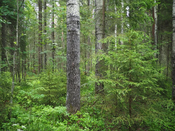 Taiga skog — Stockfoto