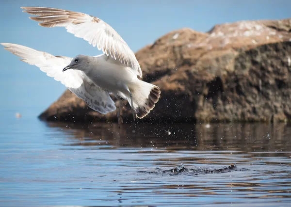 Seagull in flight — Stock Photo, Image