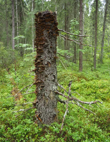 Stomp in het bos — Stockfoto