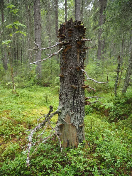 Toco na floresta — Fotografia de Stock