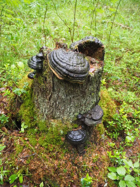 Souche dans la forêt — Photo