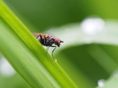çiçek üzerinde uçmak