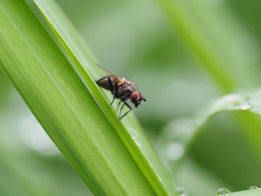 çiçek üzerinde uçmak