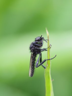 çiçek üzerinde uçmak