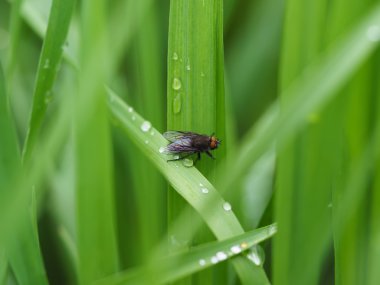 çiçek üzerinde uçmak