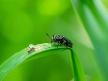 bir bitki kök üzerinde böcek